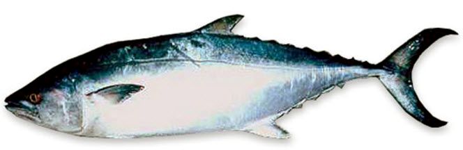 Orcynopsis unicolor_03.jpg